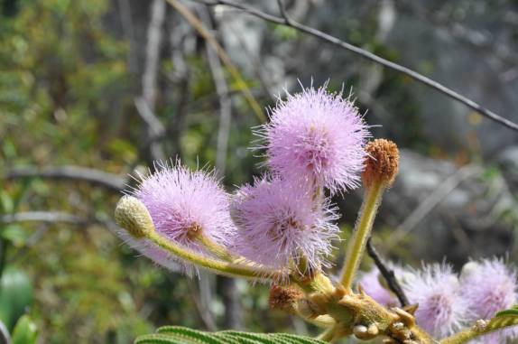 Época de flores no cerrado da Chapada dos Veadeiros, região de Cavalcante - GO